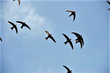 Gierzwaluwen (Foto: IVN)